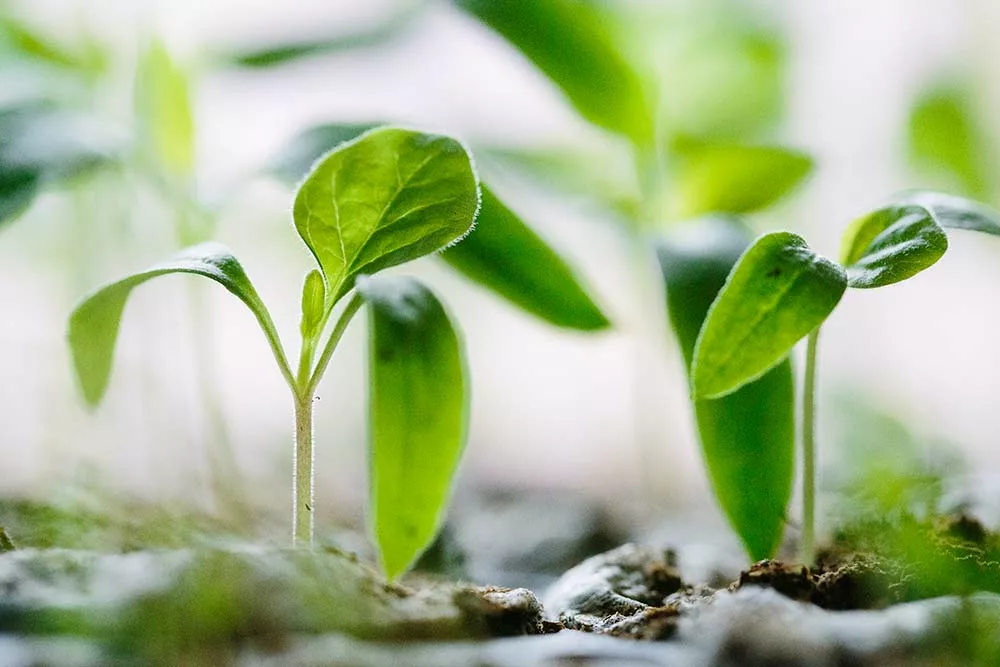  - Illustration Lancement des certificats de production de biogaz