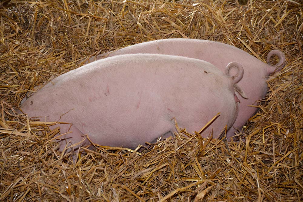  - Illustration Un manque de visibilité en porc