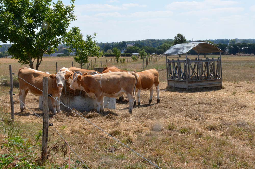  - Illustration Les fourrages face au réchauffement climatique