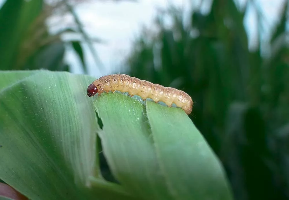  - Illustration Mycotoxines : Une année atypique à niveau très bas