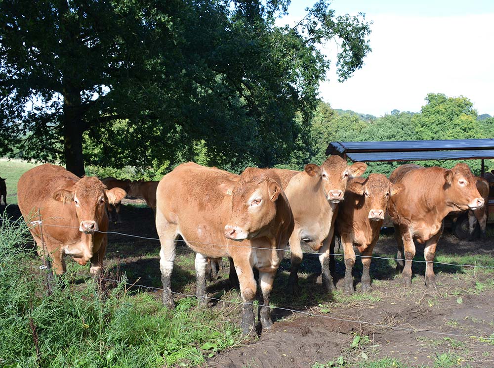  - Illustration Pénurie de femelles : Les bœufs peuvent répondre à la demande française