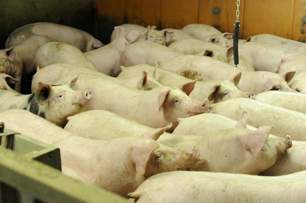  - Illustration Porc : Fin de la hausse des prix ?