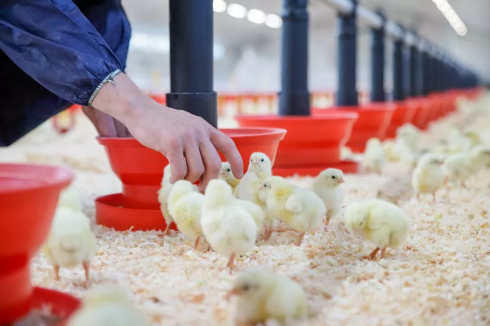  - Illustration Parcours de formation des référents bien-être animal (BEA)