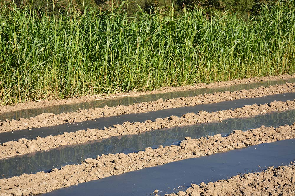  - Illustration Le paillage biodégradable doit faire ses preuves