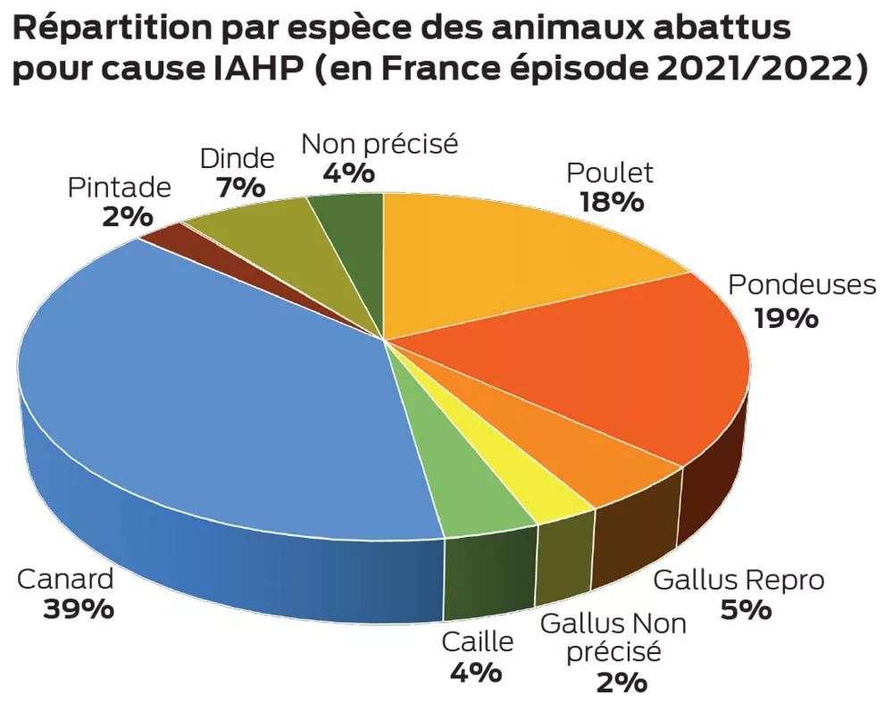  - Illustration Influenza aviaire : 360 millions d’euros de pertes financières sortie élevage