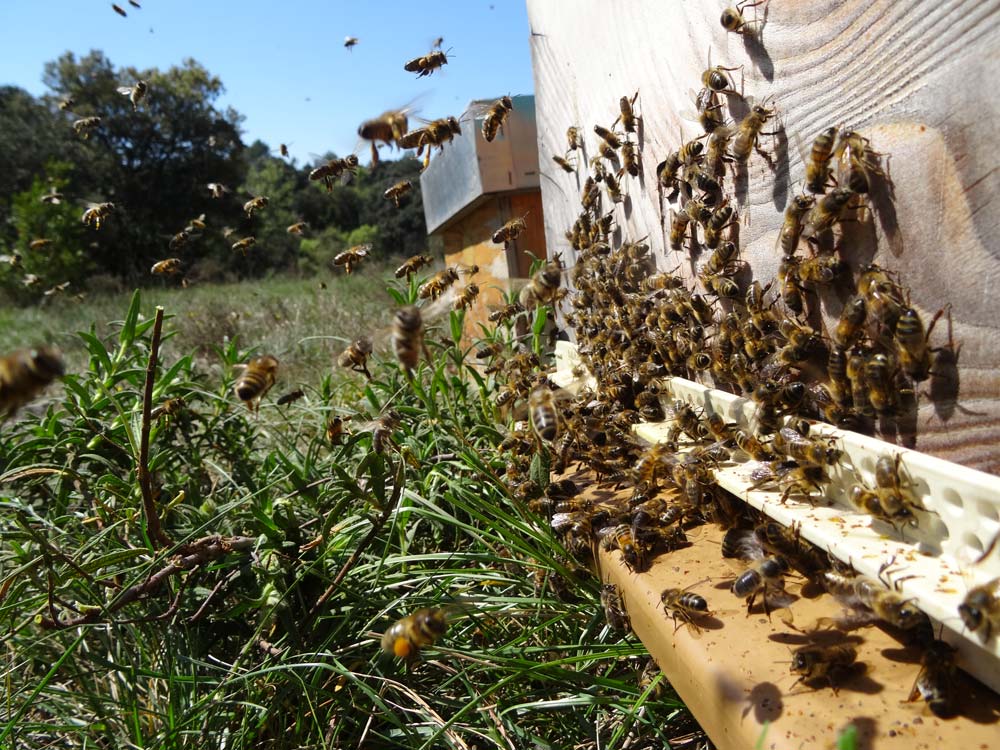congres abeilles Quimper 2022 Unaf - Illustration La fin des pollinisateurs d’ici 2119 ?