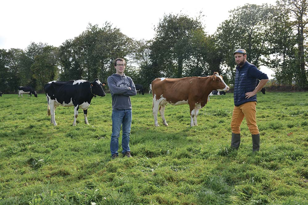  - Illustration Vers des vaches croisées robustes et productives