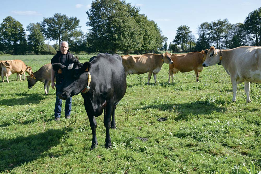  - Illustration 75 vaches en monotraite toute l’année