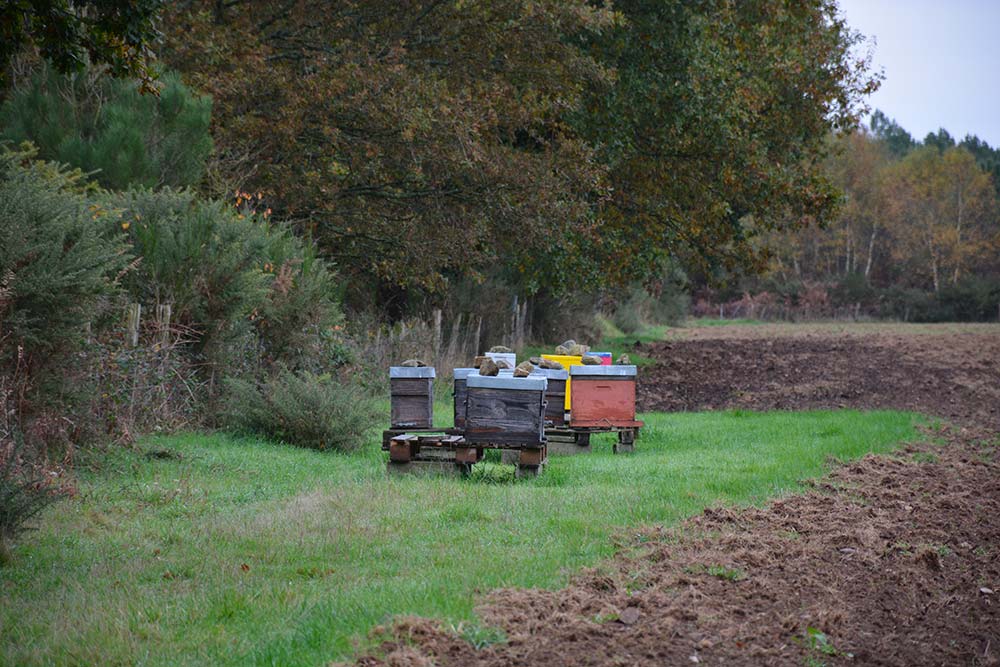  - Illustration Et si j’accueillais des ruches sur mon exploitation ?