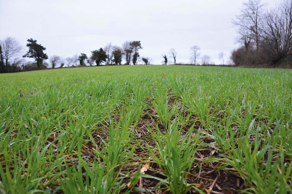  - Illustration Céréale : Fertilisation, quelle stratégie pour 2023 ?