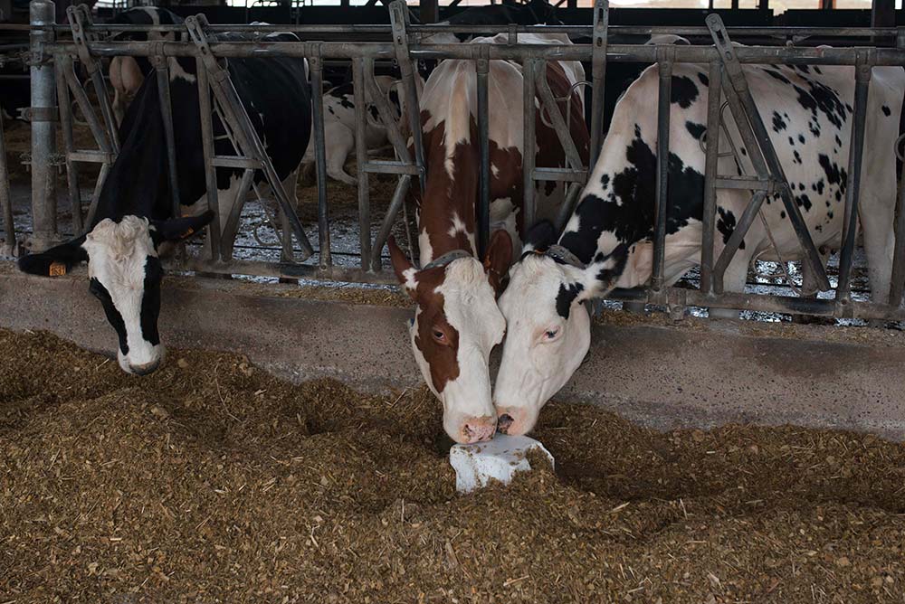  - Illustration Ne pas laisser l’élevage disparaître en Bretagne