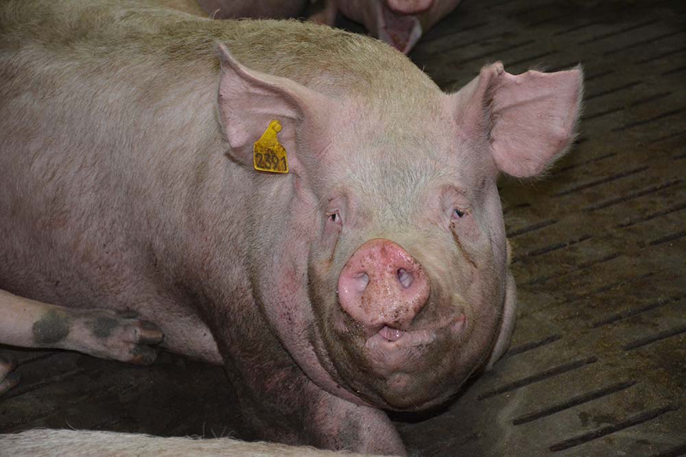  - Illustration Porc : Les vaccins sont-ils efficaces contre le H1avN2 ?