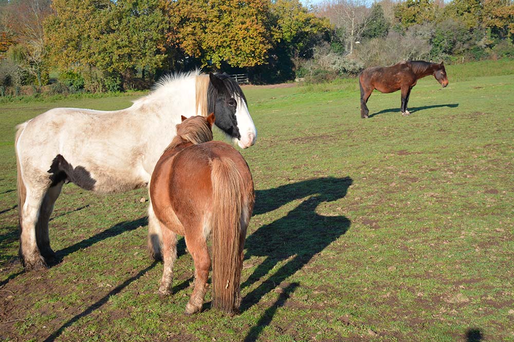  - Illustration Un marché du cheval dynamique