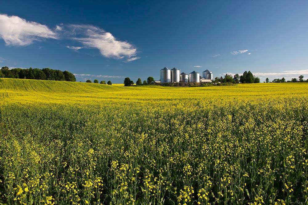  - Illustration Le Canola casse la cabane…à sucre
