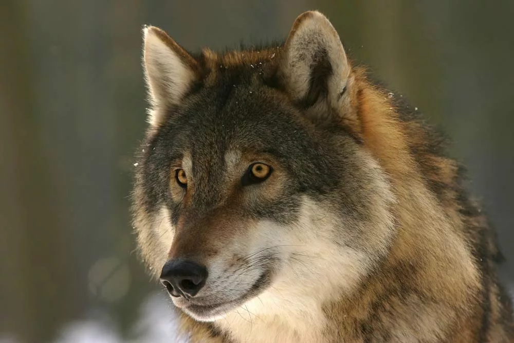  - Illustration Préparer les éleveurs au retour du loup en Bretagne