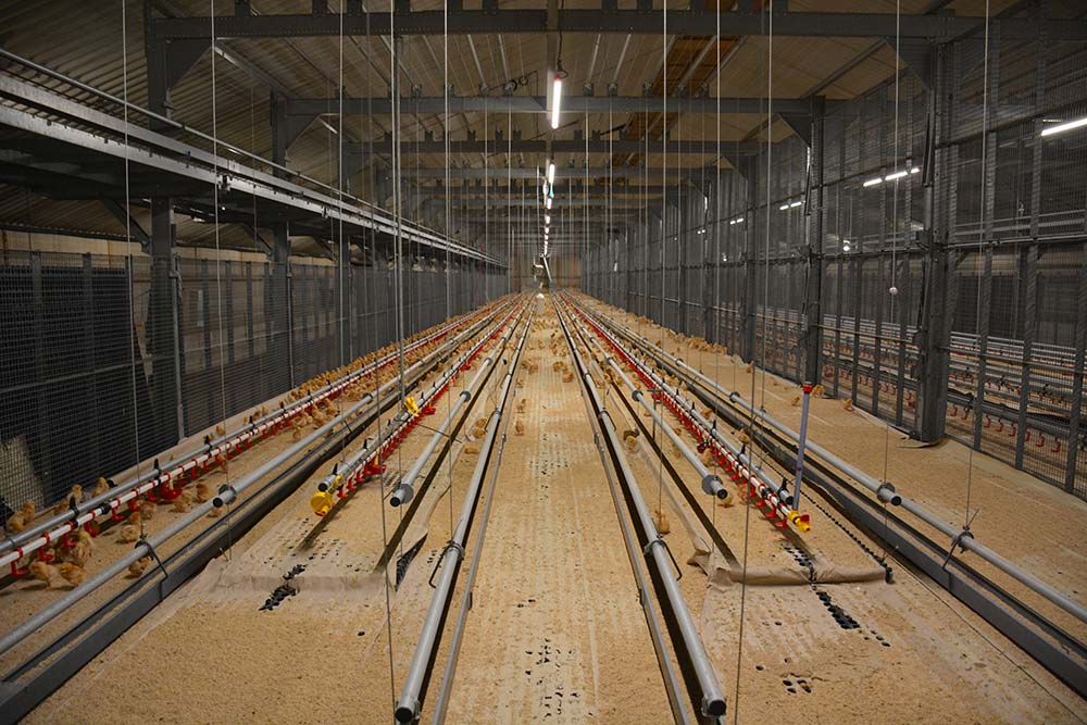  - Illustration Les poussins élevés en volière sont plus adaptables