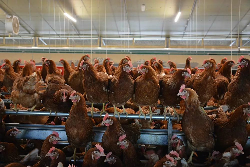  - Illustration Les producteurs d’œufs dans une impasse