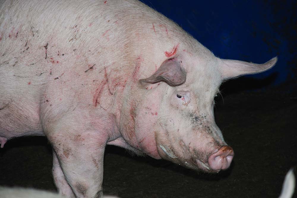  - Illustration Des indicateurs de bien-être animal mesurés par les éleveurs