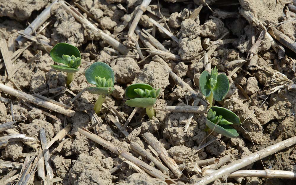 230117 lup implantation 23 pad photo web - Illustration Quelques conseils pour bien implanter un lupin de printemps