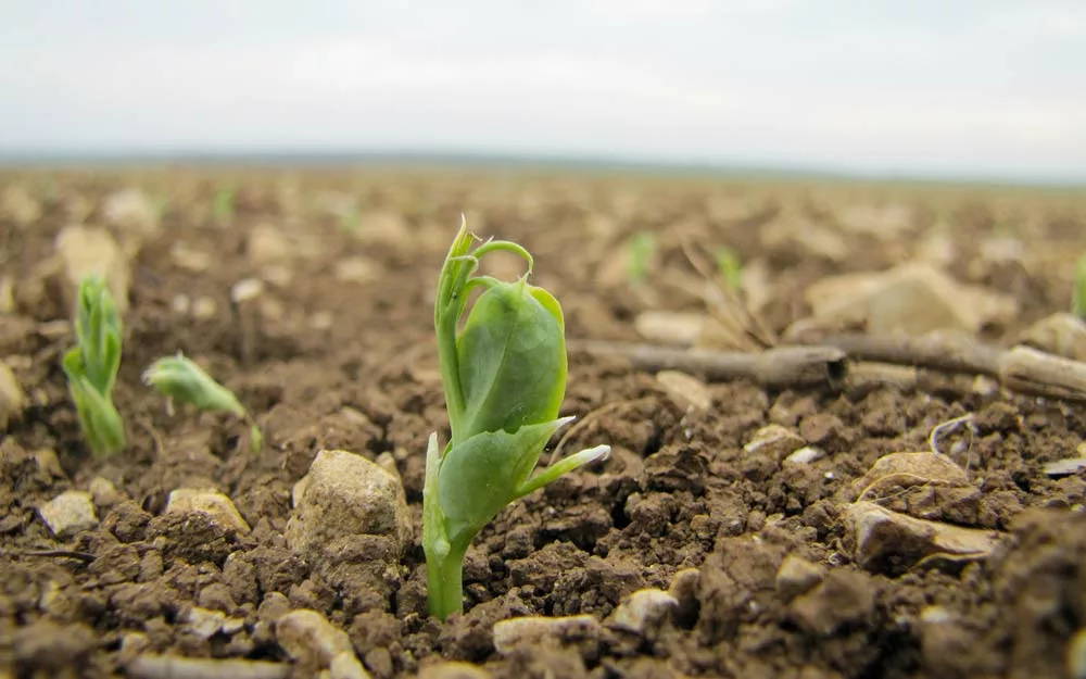 Bien implanter ses pois de printemps en 2023 - Illustration Implanter un pois de printemps pour la campagne 2023