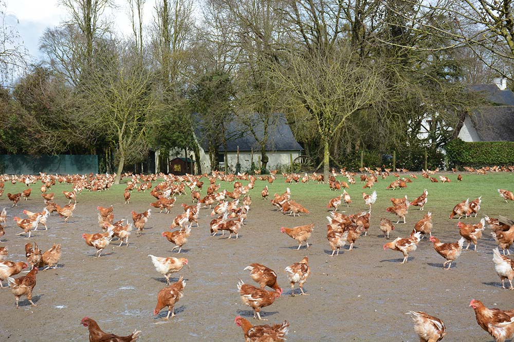 14604.hr - Illustration La filière volailles fermières française en danger