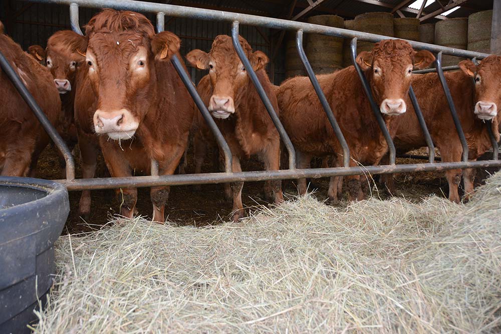 14628.hr - Illustration Les vaches allaitantes côtoient les moutons