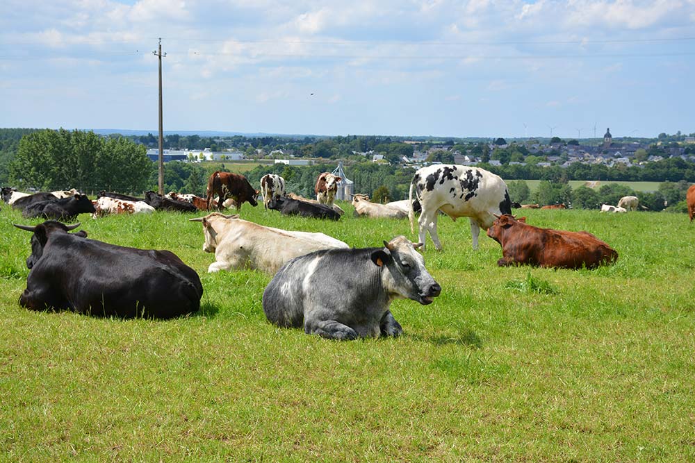 14791.hr - Illustration Bœufs à l&rsquo;herbe à Mauron (56) : Des essais concluants