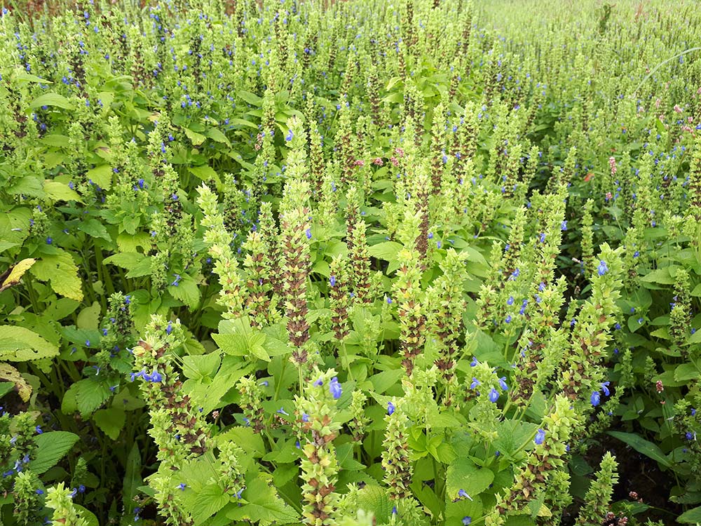 14842.hr - Illustration Innovons en bio avec la Chia
