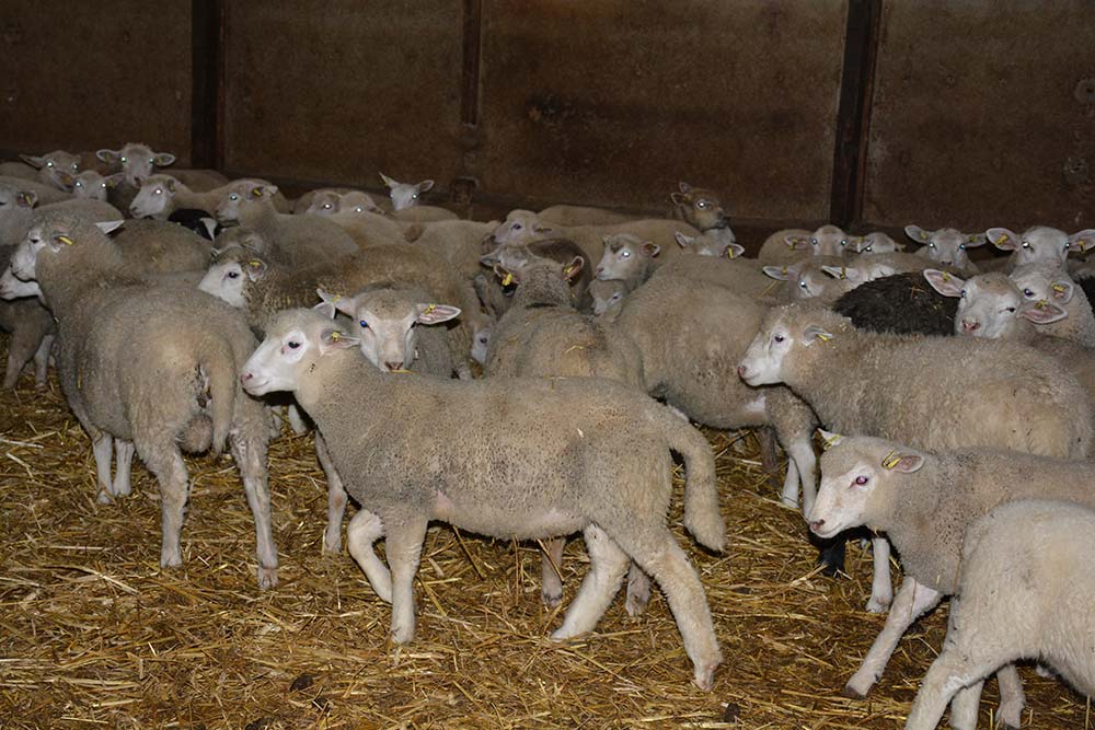 14847.hr - Illustration Ovin : La petite région de production prend de l&rsquo;ampleur