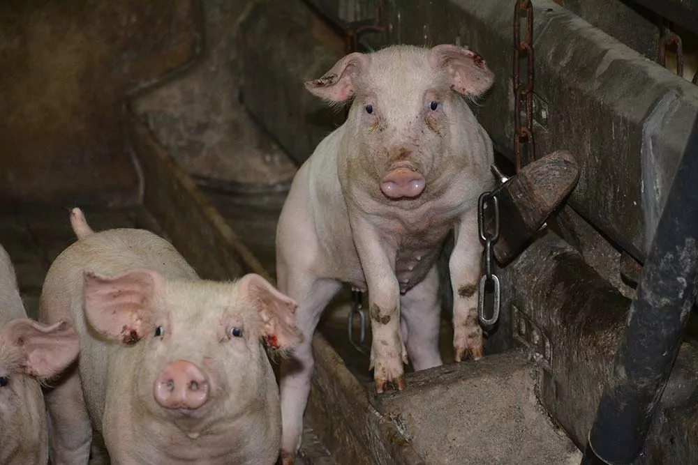 14928.hr - Illustration Porc : L’énigme de la nécrose d’oreille