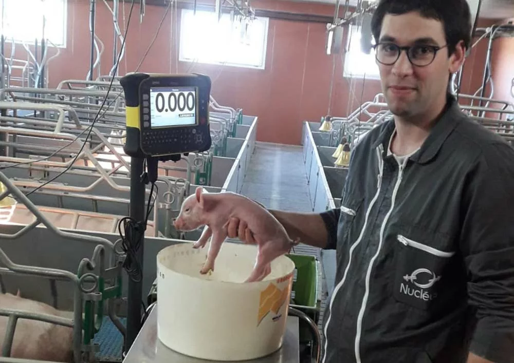 nucleusd - Illustration Le nombre de porcelets de moins de 1 kg baisse en sélection