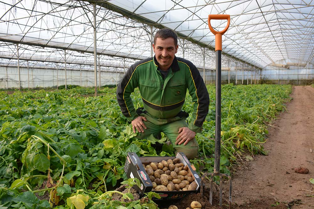 15531.hr - Illustration La saison de la pomme de terre sous-abri est lancée