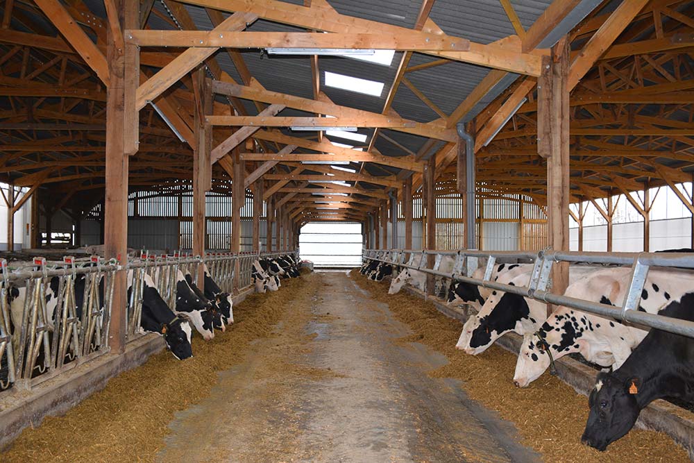 15583.hr - Illustration Deux stabulations pour deux lots de vaches