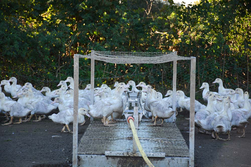 15764.hr - Illustration Influenza aviaire: les règles s’assouplissent