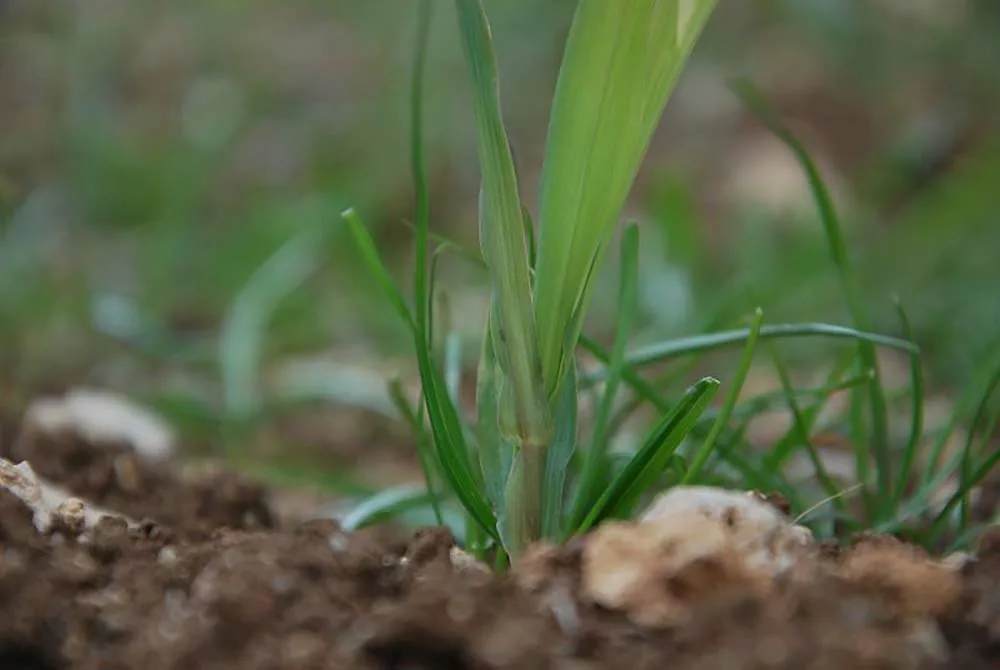 15831.hr - Illustration Profiter des sols humides pour gérer les ray-grass précocement