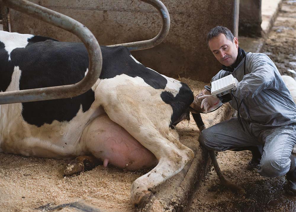 15927.hr - Illustration « Tous les ans, les taux de gestation se dégradent en fin d’été »