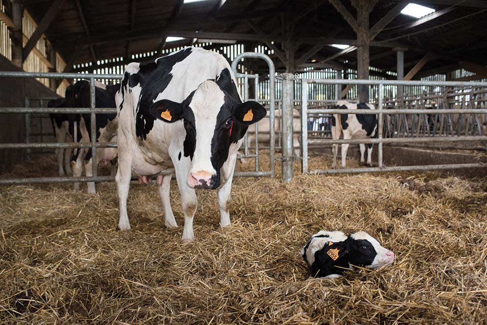 15958.hr - Illustration Le stress thermique en fin de gestation impacte la tarie et sa fille