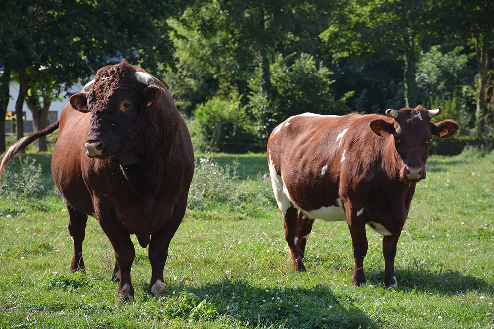 16008.hr - Illustration Un projet breton pour la préservation de la vache armoricaine