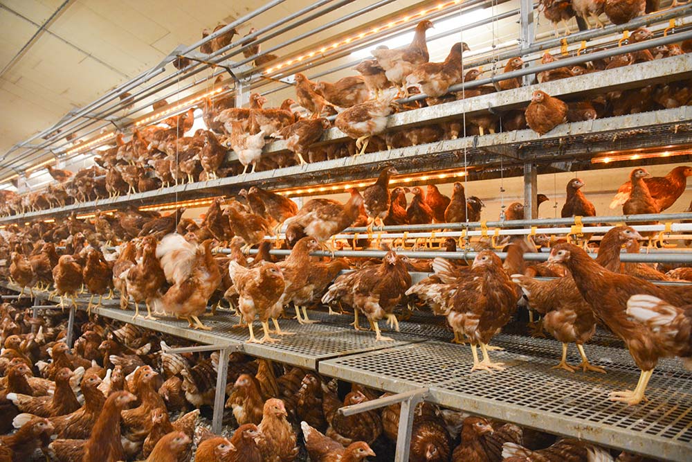 16010.hr|15 05 23 - Illustration Veiller à la bonne qualité de la poulette