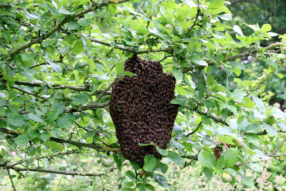 16198.hr|16165.hr - Illustration La récolte de printemps est terminée pour les apiculteurs bretons