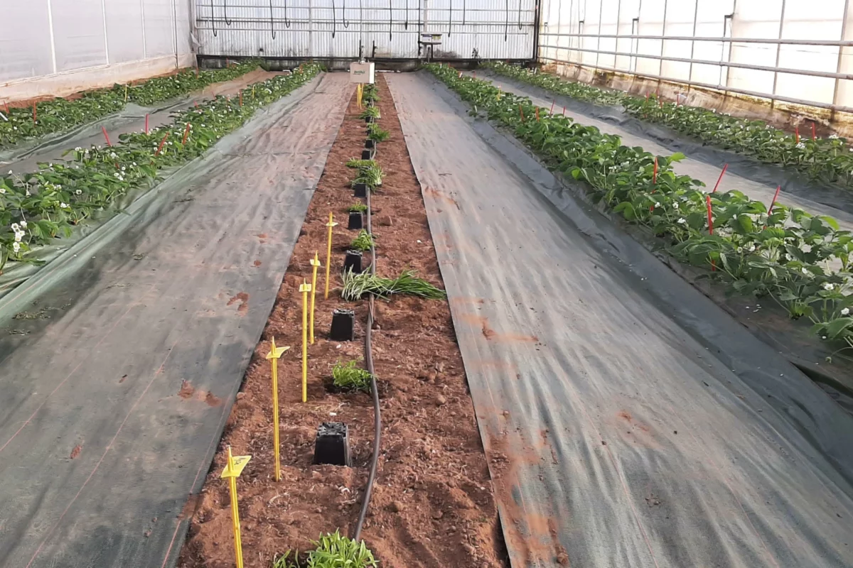 pot capter auxiliaires légumes - Illustration Des plantes en relais pour les auxiliaires