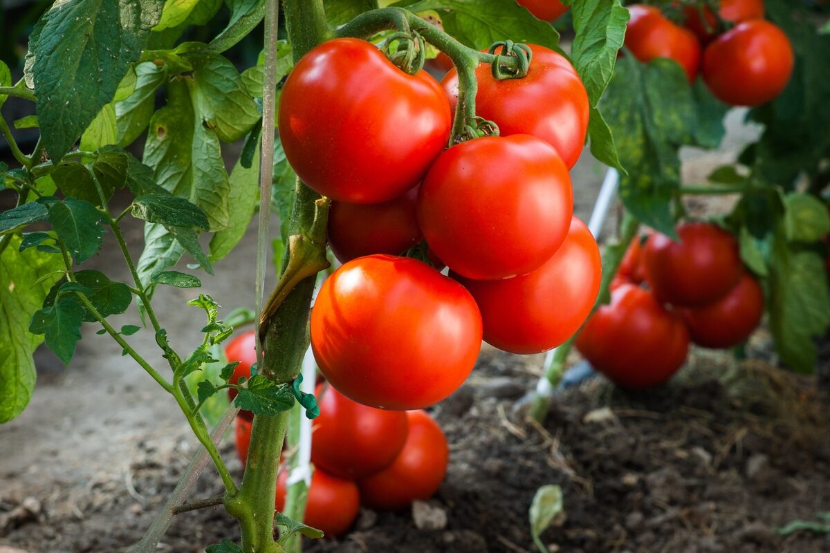 16985.hr - Illustration Tomates, résultats de la campagne 2022