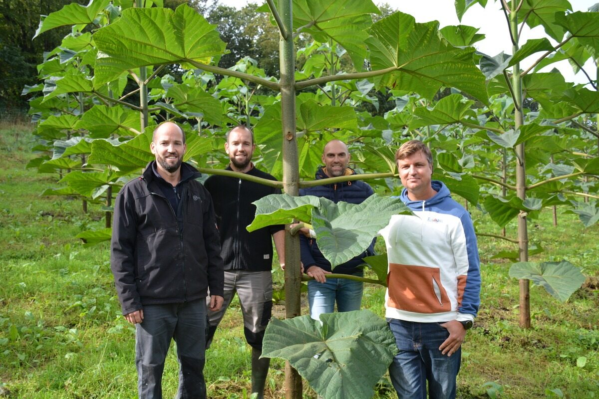 17546.hr - Illustration Le paulownia s’implante en Bretagne