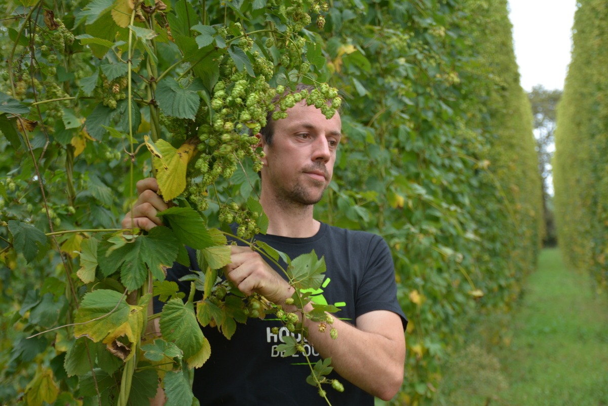 17665.hr - Illustration Le houblon s’épanouit à Allaire