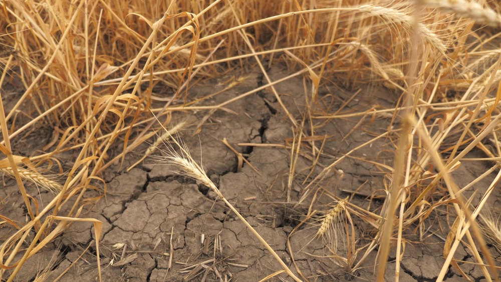 19248.hr - Illustration Réforme de l&rsquo;assurance récolte : Vers une gestion modernisée des risques climatiques