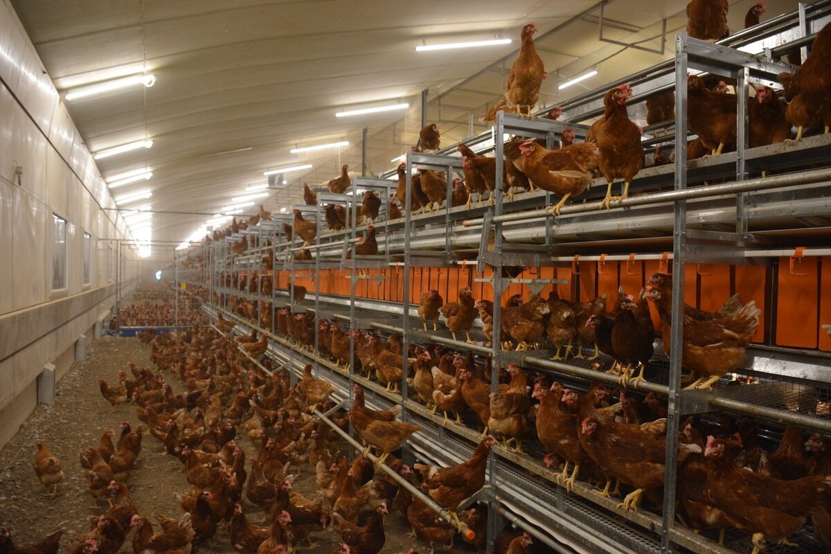 20150.hr - Illustration Réfléchir aux conditions de travail lors du passage en volière