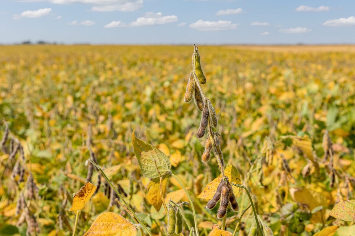 20175.hr - Illustration Des ventes de tourteaux de soja argentins en trompe-l’œil