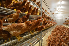 Poules pondeuses en volière