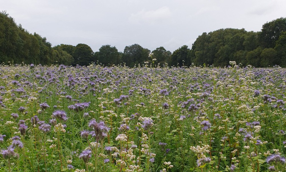 20361.hr recadre - Illustration Favoriser les pollinisateurs en bordure de parcelle