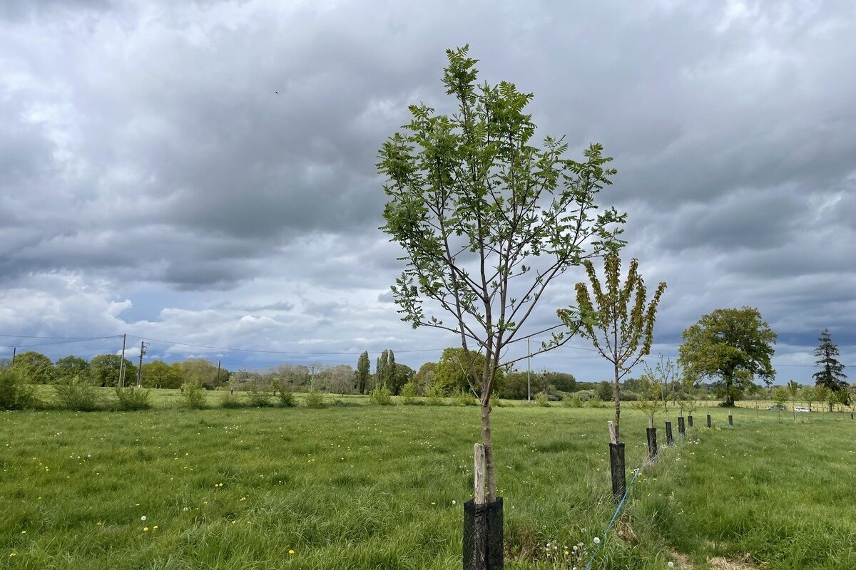20375.hr - Illustration Une journée sur l’agroforesterie le 19 juin